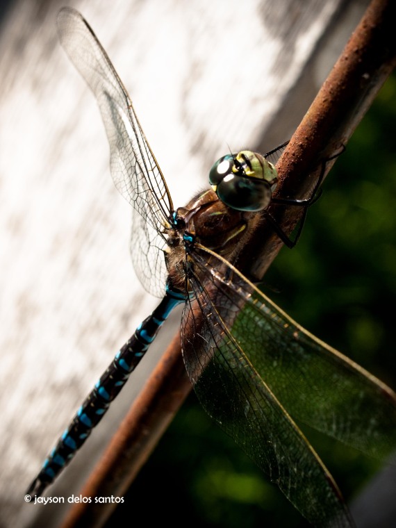 dragonfly03